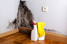 Why You Should Choose Our Mold Remediation Services in Savoy, IL